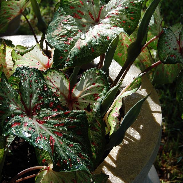 8 plantes aromatiques à planter à l’ombre — free download