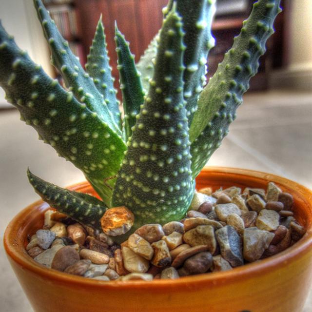 Pour lutter contre la pollution domestique, les cactus font partie des plantes dépolluantes les plus souvent utilisées. © Andrew Evans, Flickr, cc by 2.0