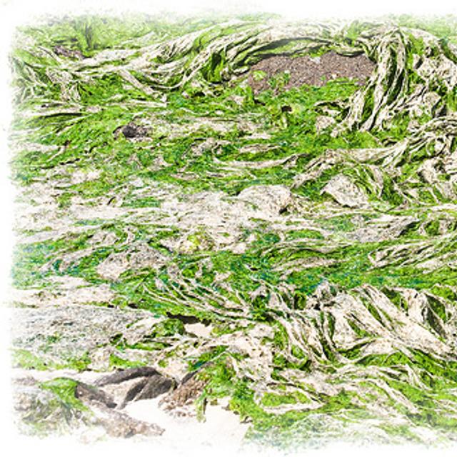 Algues vertes en cours de décomposition : on distingue la couche superficielle blanche. © Ludo29880 CC by sa