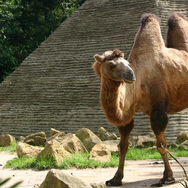 Chameau au zoo d'Amnéville. Ouvert en 1986, il figure parmi les plus grands zoos de France et les plus beaux d'Europe. © Emmanuel Faivre, Wikimedia Commons, cc by sa 3.0