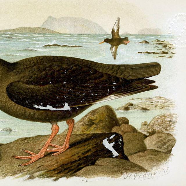 L&#39;huîtrier des Canaries, disparu en 1994. © Henrik Gronvold, Wikipédia