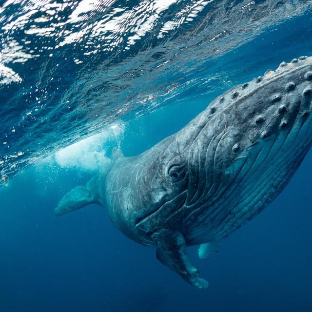 Le baleine bleue est le plus gros animal vivant sur la planète. © Earth theater, Fotolia