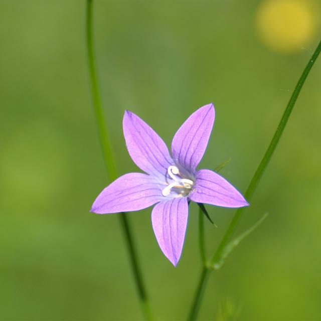 Les plantes vivaces ont un cycle de vie qui s’étend sur plusieurs années. © Andrey, Flickr