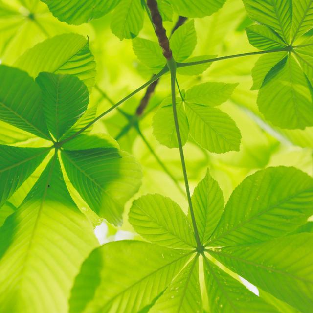 Réchauffement et CO2 : bon ou mauvais pour les plantes ? © Kumiko Shimizu, Unsplash