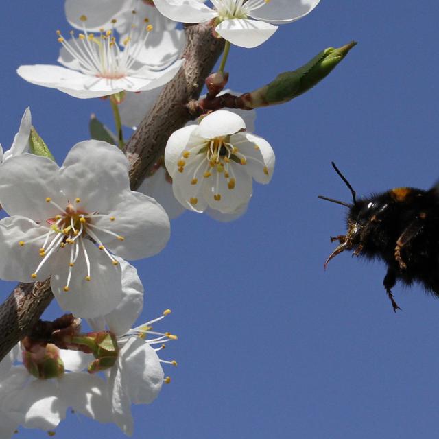 Certains arbres fournissent pollen et nectar en quantité aux abeilles pour nourrir la ruche et fabriquer leur miel. © Peyman Zehtab Fard, Flickr