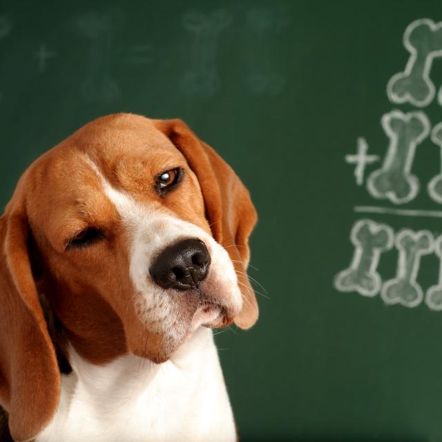 Les races de chien les plus intelligents. © jivimages, Adobe Stock