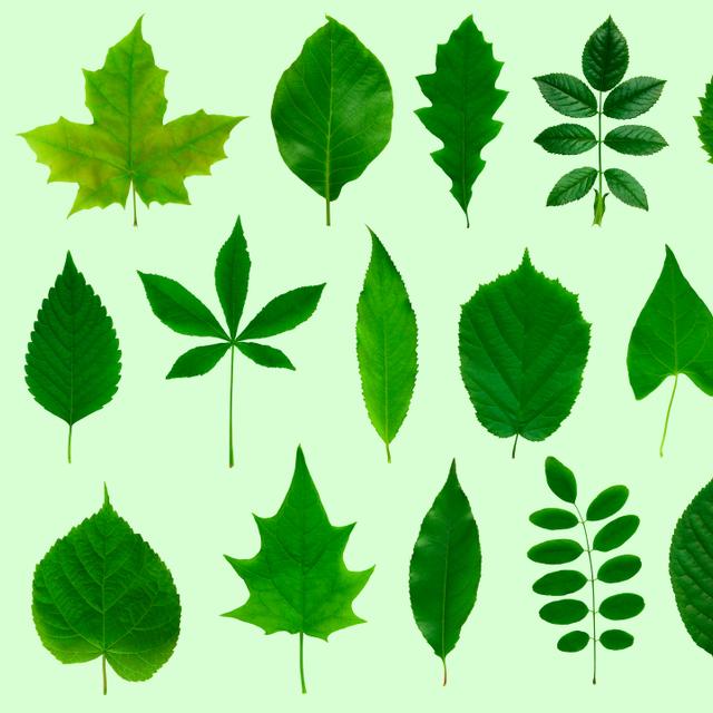 Quiz : la forme des feuilles d’arbres. © photka, Adobe Stock