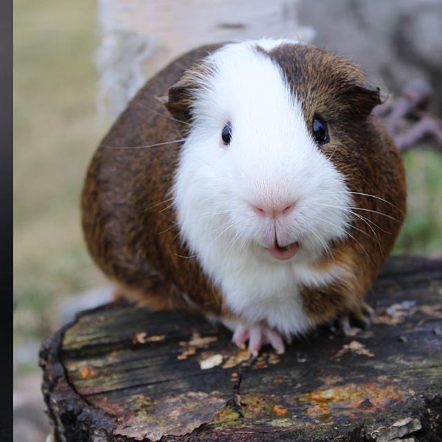 Quelle est l’espérance de vie d’un hamster et comment l’allonger — free download