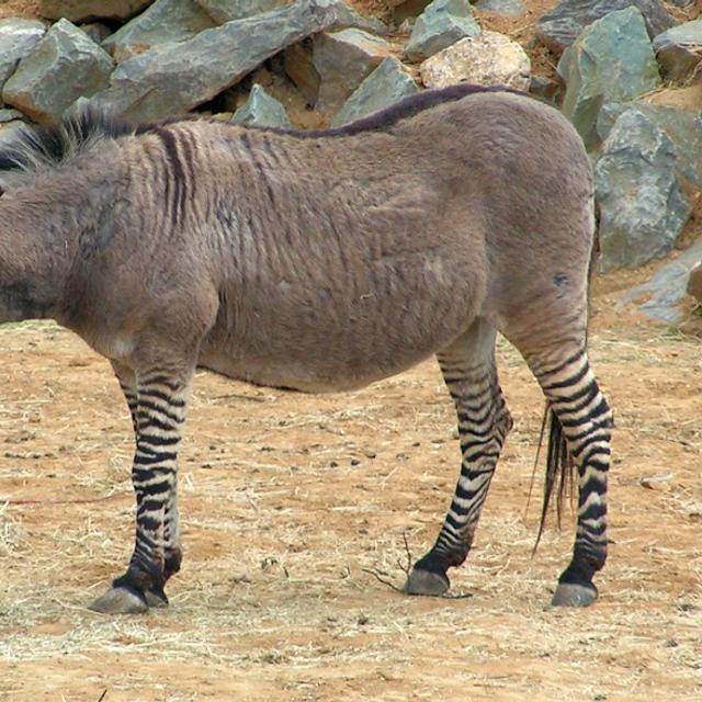 Cet hybride de zèbre et d’âne est un zébrâne. Cet animal étant généralement stérile, la pollution génétique s’arrête à la première génération. © Sannse, Wikimedia CC by 3.0
