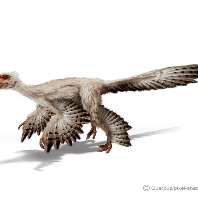 Le Microraptor fait partie des petits dinosaures. © Courtesy of Jon Hughes, www.pixel-shack.com
