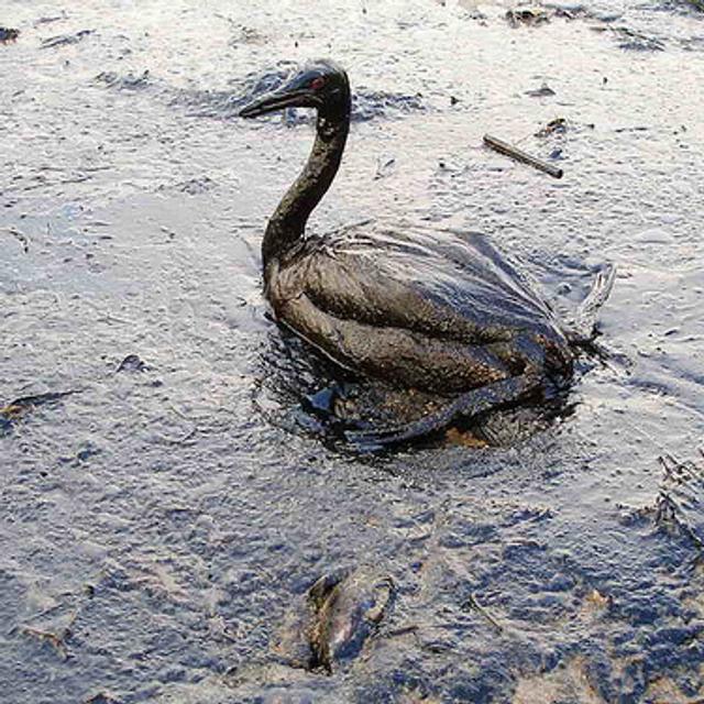 Pour chaque oiseau mazouté, combien meurent après avoir ingéré du plastique ? © Marinephotobank CC by 2.0