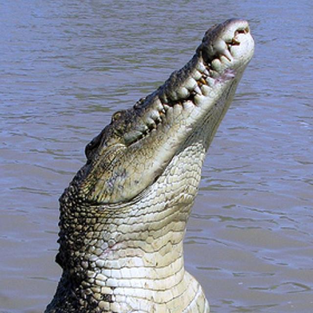 Ce crocodile marin bondissant hors de l’eau n’est pas le plus long des reptiles, mais il en est le plus massif représentant actuel. © Susan Renee CC by-nc-sa 2.0