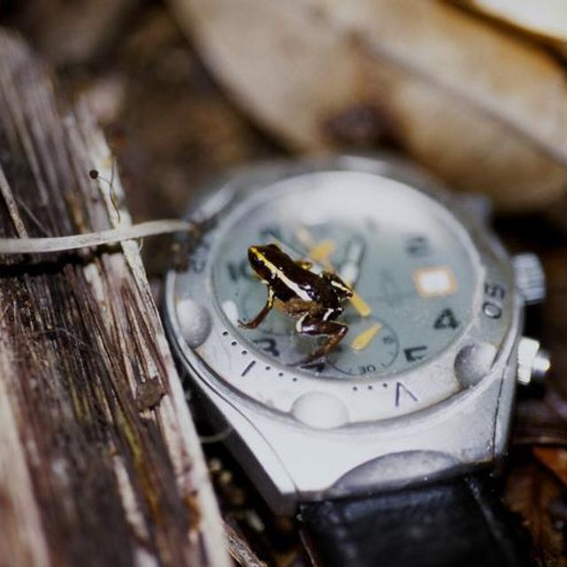 La grenouille Eleutherodactylus iberia est l’un des plus petits amphibiens du monde. © Pierre Fidenci, Wikimédia CC by-sa 2.5