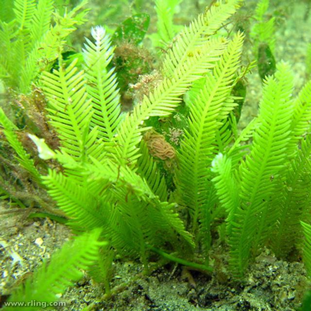 La Caulerpa taxifolia, hôte indésirable, est désormais solidement établie en Méditerranée. © Richard Ling CC by-nc-sa 2.0