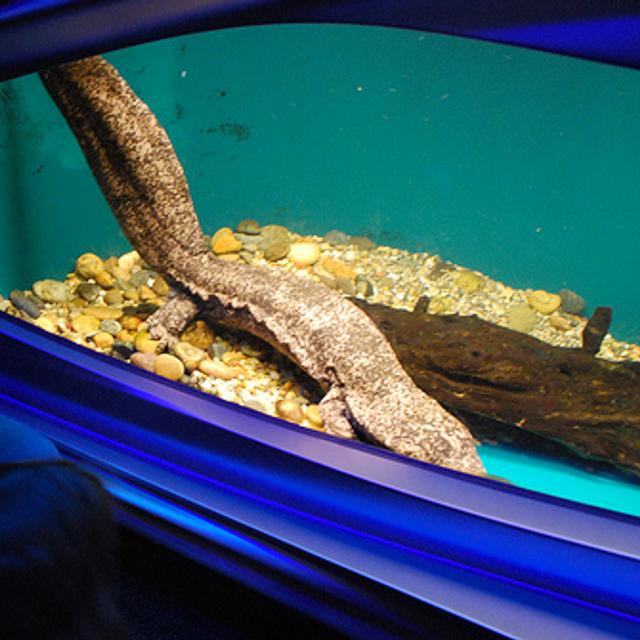 La salamandre géante de Chine, ici de couleur brun-rose (la tête est à droite), est le plus grand des batraciens. La personne sur la gauche donne la mesure de la taille de cette salamandre exceptionnelle. © afagen CC by-nc-sa 2.0