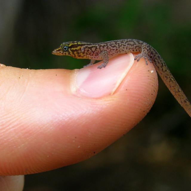 Le gecko&amp;nbsp;Sphaerodactylus fantasticus fait partie du genre qui contient les plus petits reptiles du monde. © Philip CC by-nc-nd 3.0