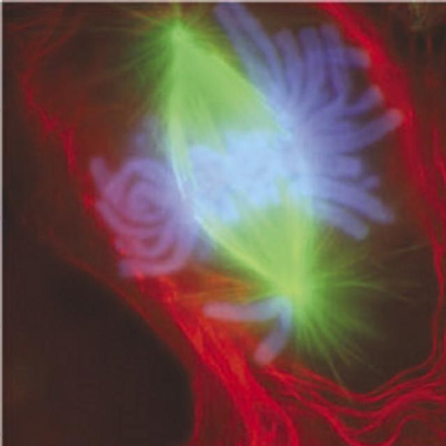 Les chromosomes sont le support des gènes dans les cellules. © NIH, Wikimedia, domaine public