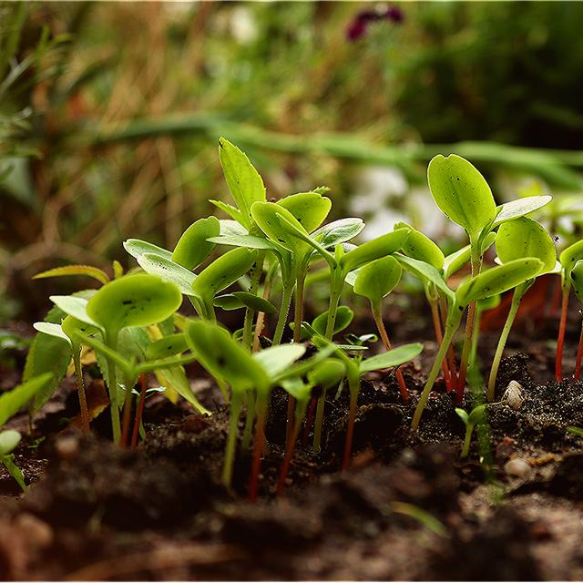 L&#39;humus&amp;nbsp;est issu&amp;nbsp;de la décomposition de&amp;nbsp;matières organiques. Feuilles, morceaux de bois... entrent dans la composition d&#39;un bon compost.&amp;nbsp;© Whisperinglane - ARSM, Pixabay, DP
