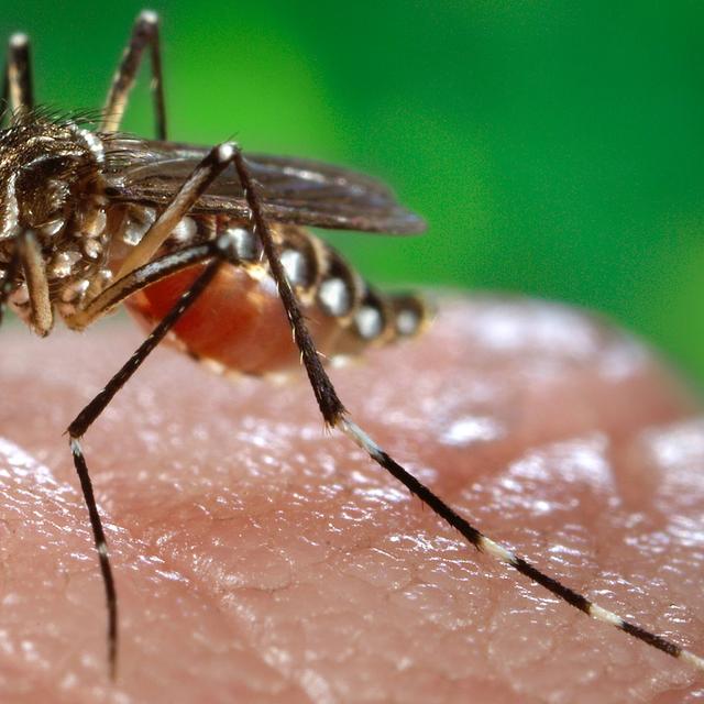 Le moustique peut transmettre une maladie. © James Gathany, Centers for Disease Control and Prevention, USA, domaine public
