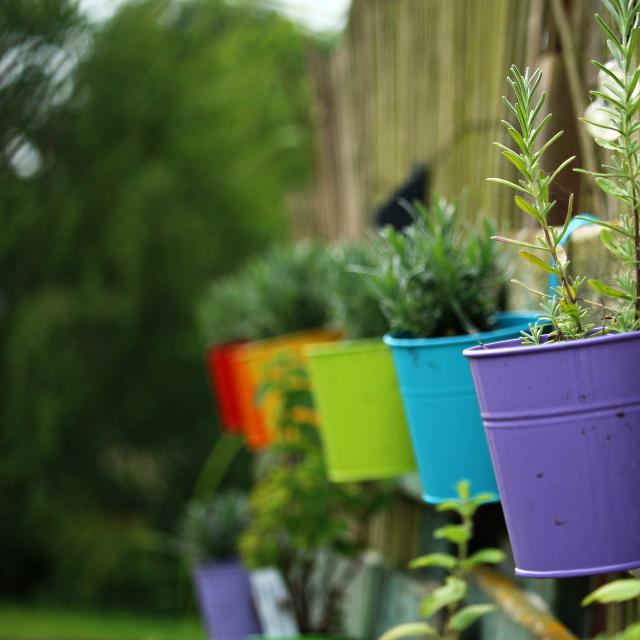Cultivé en pot, le romarin préfère les expositions ensoleillées et ne souffrira pas du manque d&#39;eau. Il est, par contre, très frileux en hiver. Il a des effets bénéfiques sur les troubles rhumatismaux et gastriques, ainsi que sur la circulation sanguine. © Pixabay