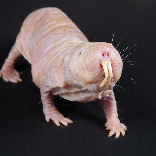 Ce rat-taupe ne ressent pas la douleur