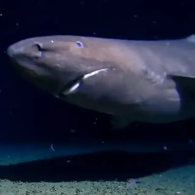 Une silhouette massive surgit dans les profondeurs glacées de l’Antarctique,&nbsp;là où aucun requin n’avait encore jamais été observé. ©&nbsp;Centre de recherche en eaux profondes Minderoo-UWA
