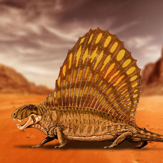 Le Dimetrodon grandis a vécu durant le Permien, entre 280 et 265 Ma avant notre ère.