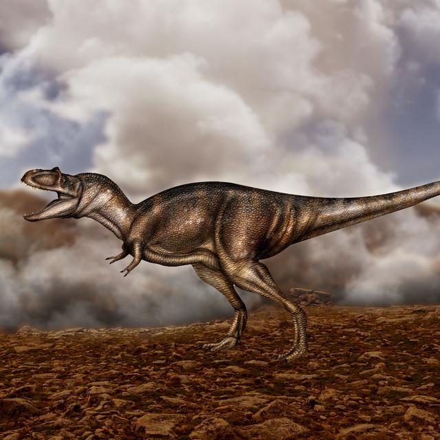 Dinosaure : l&#39;Albertosaurus sarcophagus a vécu au Crétacé il y a 70 millions d&#39;années