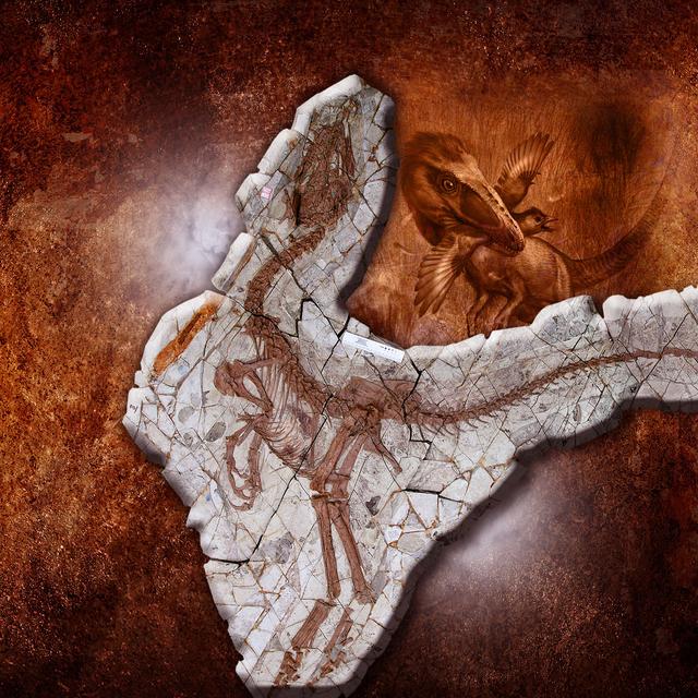 Holotype de Sinocalliopteryx gigas