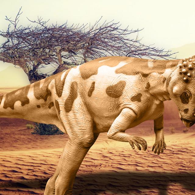 Pachycephalosaurus « lézard au crâne épais » a vécut au Crétacé supérieur