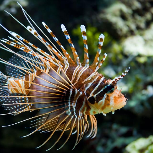 Poisson Racasse Rascasse