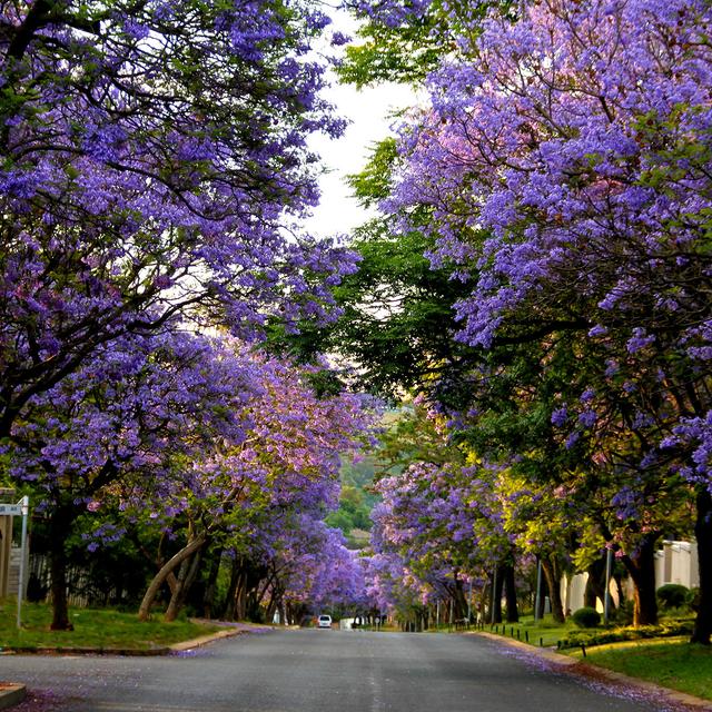 Jacarandas - Afrique du Sud