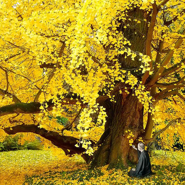 Gingko biloba aux feuilles d&#39;or