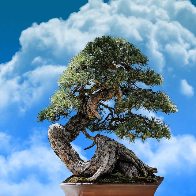 Pin noir du Japon à deux aiguilles en bonsaï