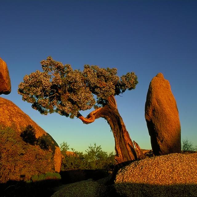 Joshua Tree
