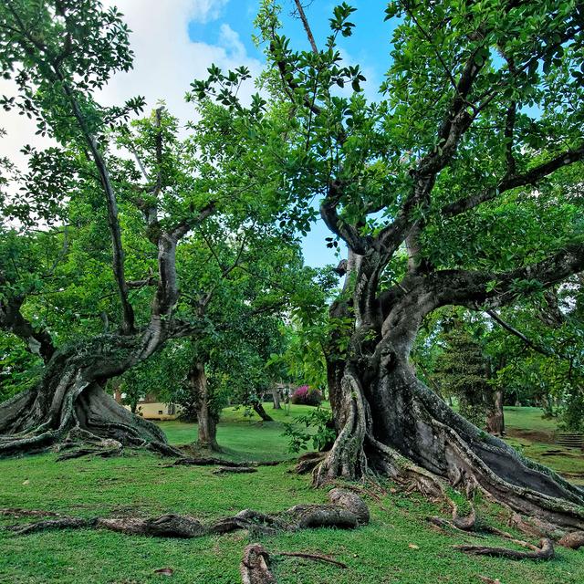 Arbre centenaire Parc rhumerie Martinique