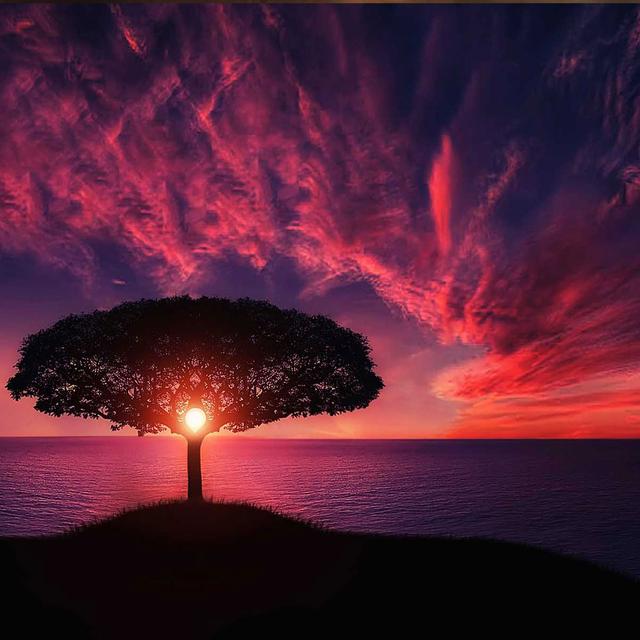Arbre au coucher de soleil