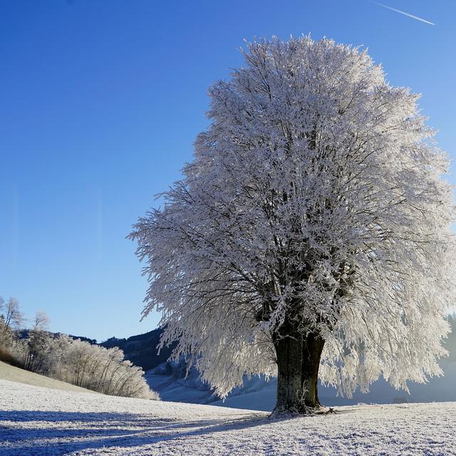 Quand la saison des glaces se fait séduisante...