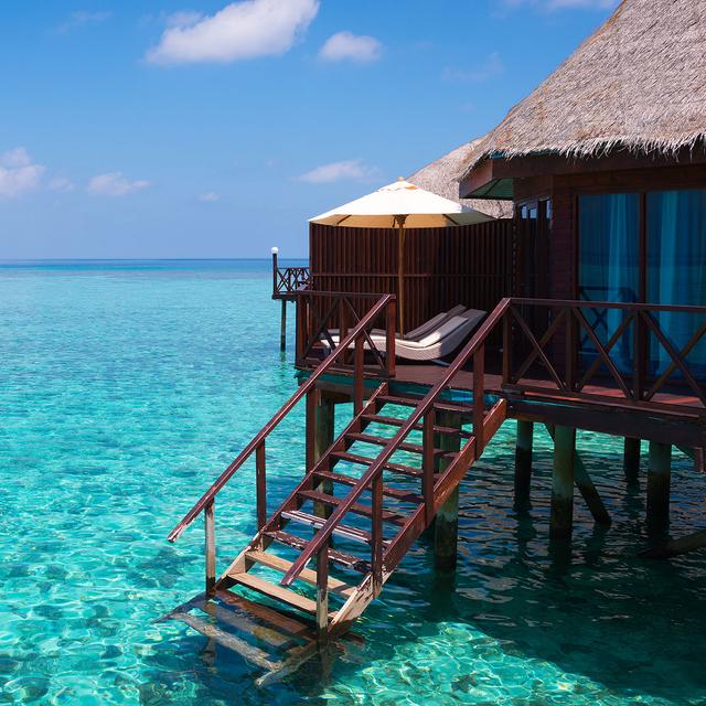 Perle De Tahiti Naturelle Mer Du Sud - 9,00 Mm - Bordeaux - Îles Cook - Certifiée GDL