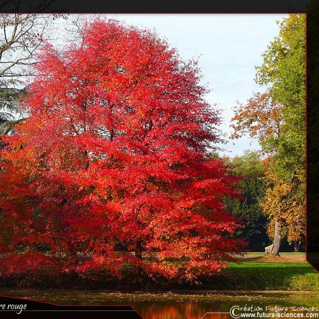 Automne rouge