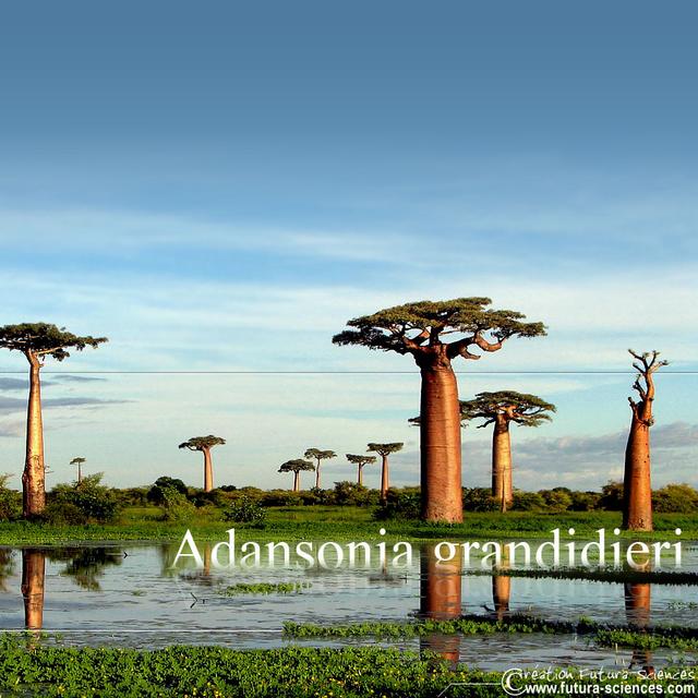 Madagascar Baobab