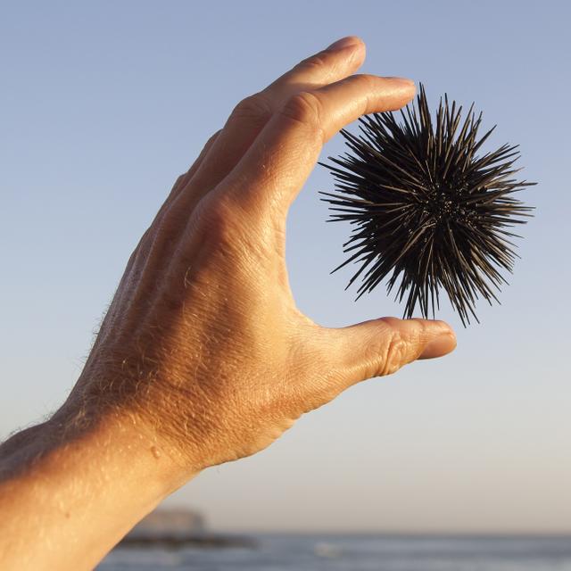 L’oursin est le nouvel animal star de la médecine régénérative. © Hallbergsf, Shutterstock