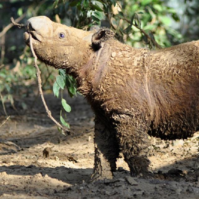 Andatu, jeune rhinocéros de Sumatra (Dicerorhinus sumatrensis) né en captivité dans la réserve de Lampung, à Sumatra. Il sort d’un bain de boue, une activité quotidienne et importante chez cette espèce qui vit en forêt tropicale. L’animal se débarrasse ainsi de ses parasites. ©&nbsp;International Rhino Foundation