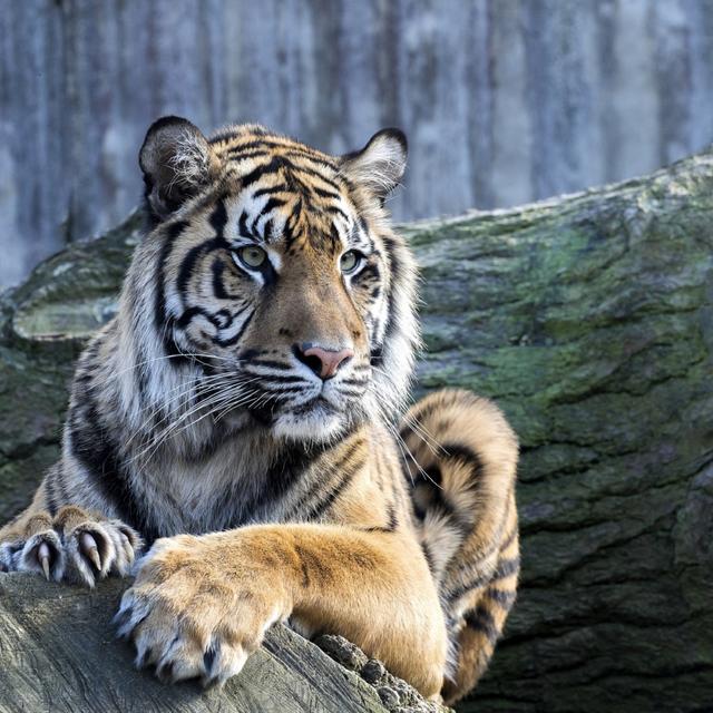 Le tigre de Sumatra est menacé d’extinction à cause de la déforestation. © vladislav333222, Fotolia