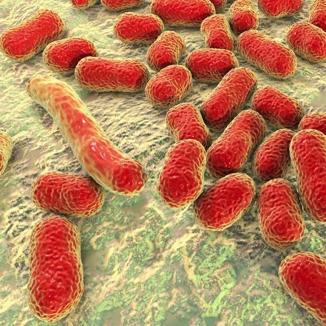 Les bactéries multirésistantes laissent parfois les patients dans l&#39;impasse thérapeutique. © Kateryna_Kon, Fotolia