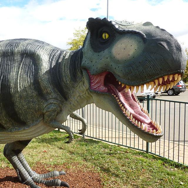 Les tyrannosaures avaient des bras minuscules en comparaison du reste de leur corps. Si petits qu’on se demande bien à quoi ils pouvaient leur servir. Peut-être même pas à manger. © NationalDinosaurMuseum, Wikipédia, cc by sa 3.0