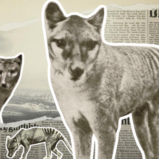 À l'époque, les Européens considéraient souvent les animaux étrangers comme stupides et nuisibles, ce qui les a amenés à justifier leur chasse. ©&nbsp;AI avec Canva, WikimediaCommons