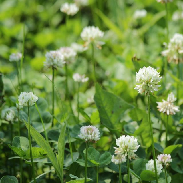 Le trèfle blanc (Trifolium repens) améliore la qualité du sol au jardin bio. © zoosnow, Pixabay
