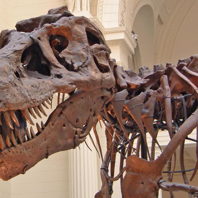 La découverte de Timurlengia euotica, un cousin du T-Rex, permettra d&#39;en savoir plus sur cet impressionnant dinosaure. Ici, un squelette de T-Rex visible au Field Museum of Natural History, à Chicago, aux États-Unis. © Terence Faircloth, Flickr, CC by-nc-nd 2.0