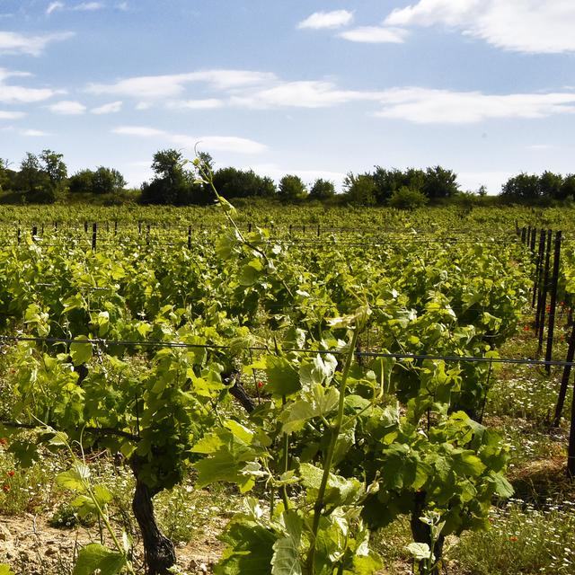 Haute Valeur Environnementale (HVE), biologique, biodynamique et même nature. Ces labels se ressemblent, mais ils ne donnent pas tous les mêmes garanties. © pictarena, Fotolia